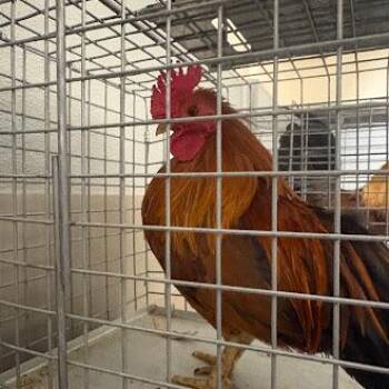 Chicken Birds Available for Adoption in Las Vegas, Nevada - FETTUCCINI | PetCurious