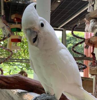 Houdini -  Cockatoo Bird for Adoption in Alexander, North Carolina - Houdini | PetCurious