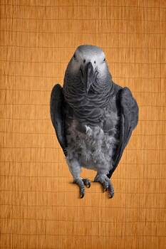 African Grey Birds Available for Adoption - George The 15 YO African Grey *Available 03 09 26 | PetCurious