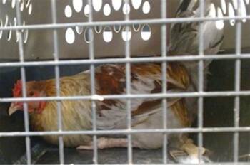 A475554 -  Chicken Bird for Adoption in Oklahoma City, Oklahoma - A475554 | PetCurious