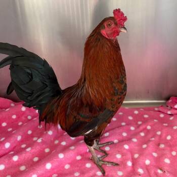 Henry* -  Chicken Bird for Adoption in San Gabriel, California - Henry* | PetCurious