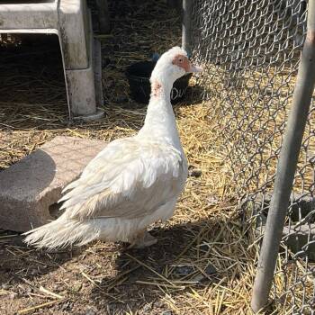 Bethany -  Duck Bird for Adoption in Quakertown, Pennsylvania - Bethany | PetCurious