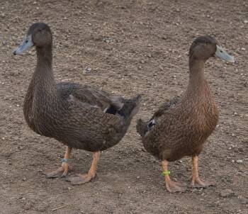 Nugget / Peanut -  Duck Bird for Adoption in Eagle Mountain, Utah - Nugget / Peanut | PetCurious