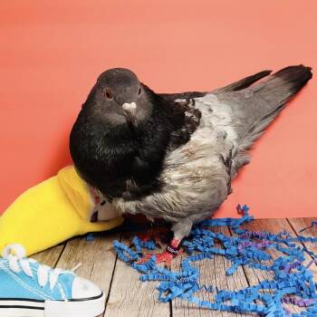 Pigeon Birds Available for Adoption - Tildie | PetCurious