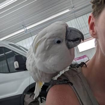 Jazzy -  Cockatoo Bird for Adoption in Dekalb, Illinois - Jazzy | PetCurious