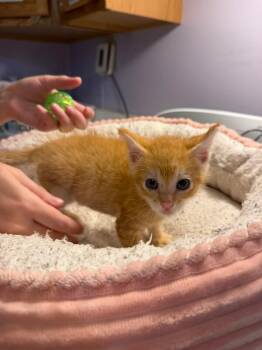 Marlin -  Domestic Short Hair Cat for Adoption in Belton, Missouri - Marlin | PetCurious