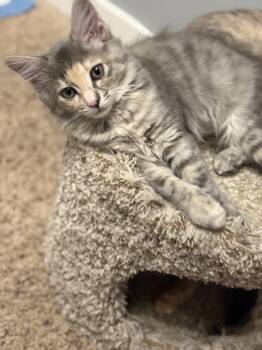 Rescue Domestic Short Hair Cats for Adoption in Rochester, Washington - Santa Fe | PetCurious