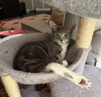 Rumours: The Chain -  Tabby Cat for Adoption - Rumours: The Chain | PetCurious