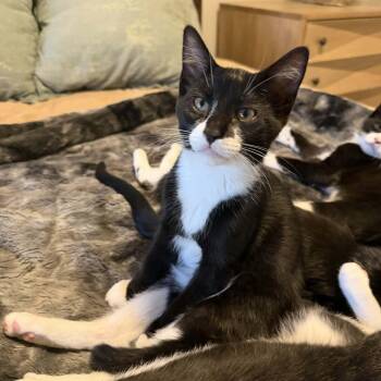 Dopey -  Domestic Short Hair Cat for Adoption in Gladstone, Oregon - Dopey | PetCurious