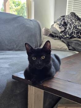 Levi 6700 -  Domestic Short Hair Cat for Adoption in Dallas, Texas - Levi 6700 | PetCurious