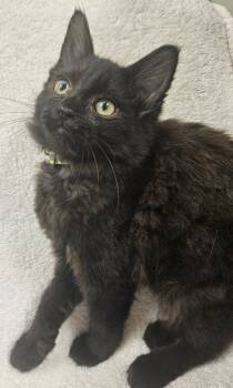 Rescue Domestic Long Hair Cats for Adoption in Fremont, Ohio - Daisey | PetCurious