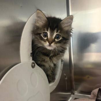 Ursula -  Domestic Medium Hair Cat for Adoption in Milton, Florida - Ursula | PetCurious