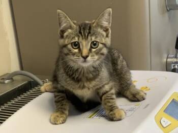 Domestic Short Hair Cats Available for Adoption - A252497 | PetCurious