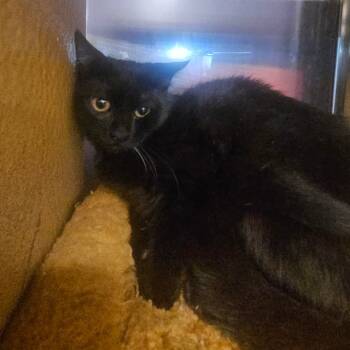 Rescue Domestic Short Hair Cats for Adoption in Grantsville, Utah - Matilda | PetCurious