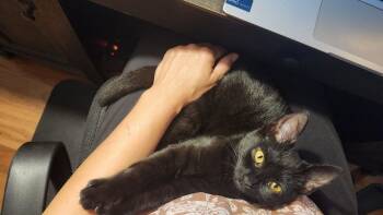 Rescue Domestic Short Hair Cats for Adoption in Chapel Hill, North Carolina - Penelope | PetCurious