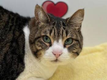 Domestic Short Hair Cats Available for Adoption - Charlie | PetCurious