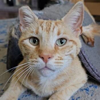 Domestic Short Hair Cats Available for Adoption in San Diego, California - Tony Stark | PetCurious