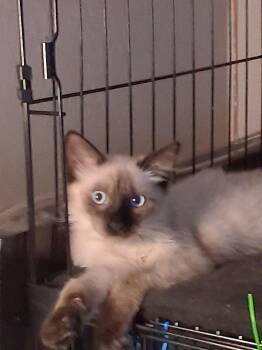 Whisper -  Siamese Cat for Adoption in Phoenix, Arizona - Whisper | PetCurious