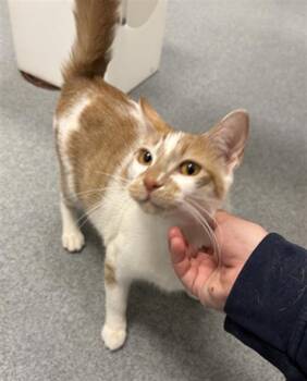 PUMPKIN -  Domestic Short Hair Cat for Adoption in Indianapolis, Indiana - PUMPKIN | PetCurious
