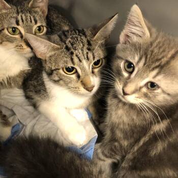 Sea Horse -  Domestic Short Hair Cat for Adoption in Oak Park, Illinois - Sea Horse | PetCurious