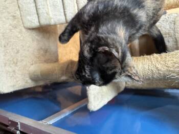 Rescue Domestic Short Hair Cats for Adoption in Hoopeston, Illinois - Lorelai | PetCurious