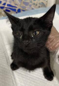 LULU -  Domestic Short Hair Cat for Adoption in Pensacola, Florida - LULU | PetCurious