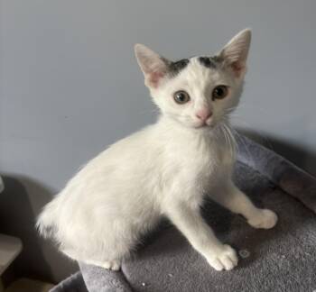 Domestic Short Hair Cats Available for Adoption in Macomb, Michigan - Parker | PetCurious