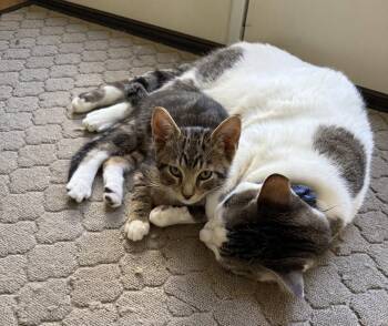 Skywalker -  Tabby and Domestic Short Hair Cat for Adoption in Walnut Creek, California - Skywalker | PetCurious