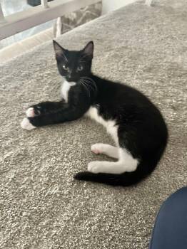 Rescue Domestic Short Hair Cats for Adoption in Fountain Valley, California - Geoff - I Love To Run And Snuggle! | PetCurious
