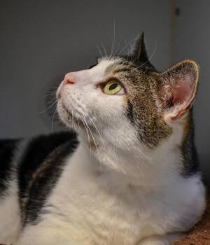 Benny -  Domestic Short Hair Cat for Adoption in Bellingham, Washington - Benny | PetCurious