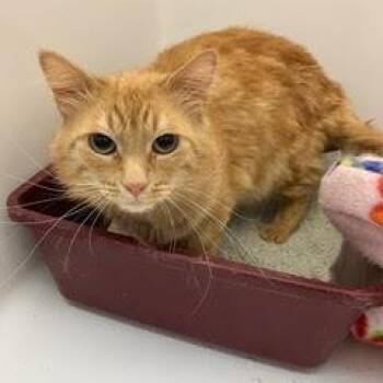 Lennie -  Tabby Cat for Adoption in Green Valley, Arizona - Lennie | PetCurious