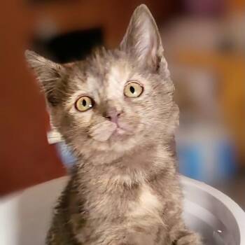 Foster Salsa -  Domestic Short Hair Cat for Adoption in Batavia, New York - Foster Salsa | PetCurious