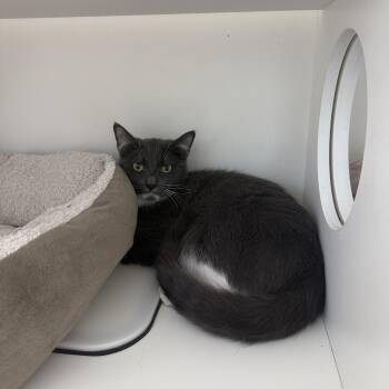 Caramel Macchiato -  Domestic Short Hair Cat for Adoption in Antioch, California - Caramel Macchiato | PetCurious