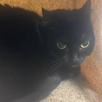 Domestic Long Hair Cats Available for Adoption in Reno, Nevada - Noir | PetCurious