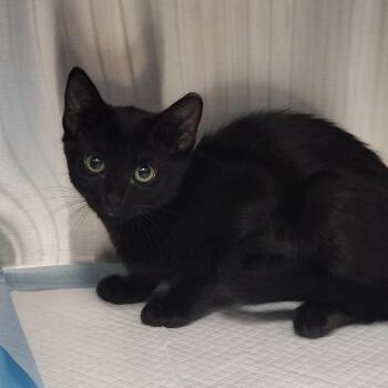 Ruth -  Domestic Short Hair Cat for Adoption in Clearwater, Florida - Ruth | PetCurious