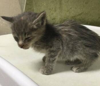 WINNIE -  Domestic Short Hair Cat for Adoption in Riverside, California - WINNIE | PetCurious