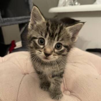 White Wall -  Domestic Short Hair Cat for Adoption in Rochester, Minnesota - White Wall | PetCurious
