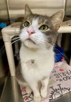 Rescue Domestic Short Hair Cats for Adoption in Fargo, North Dakota - Scout | PetCurious