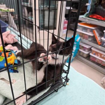 20260617-A4 Jack Sparrow -  Domestic Short Hair Cat for Adoption in Chehalis, Washington - 20260617-A4 Jack Sparrow | PetCurious