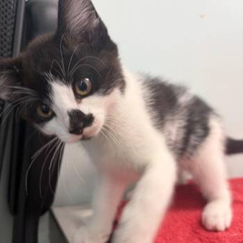 Admiral Avocado -  Domestic Short Hair Cat for Adoption in Clavet, Saskatchewan - Admiral Avocado | PetCurious
