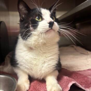 Domestic Short Hair Cats Available for Adoption in Bristol, Indiana - Hermann | PetCurious