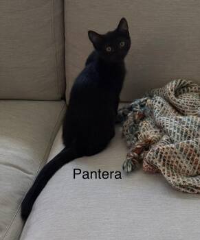 Pantera -  Domestic Short Hair Cat for Adoption in Topsham, Maine - Pantera | PetCurious