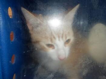 Domestic Short Hair Cats Available for Adoption in San Jose, California - A1406407 | PetCurious