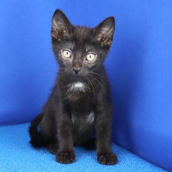 Cashew - 041805U -  Domestic Short Hair Cat for Adoption in Tupelo, Mississippi - Cashew - 041805U | PetCurious