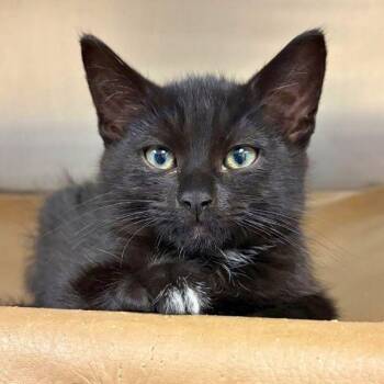 Mr. Eddy -  Domestic Short Hair Cat for Adoption in Walnut Creek, California - Mr. Eddy | PetCurious