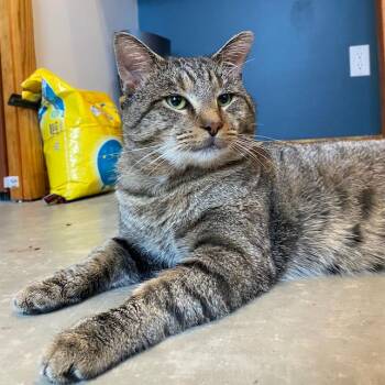 Domestic Short Hair Cats Available for Adoption - Maverick | PetCurious