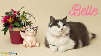 Belle -  Domestic Long Hair and Domestic Short Hair Cat for Adoption in Fairhope, Alabama - Belle | PetCurious