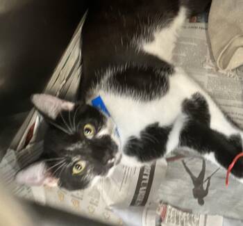 Foxtrot -  Domestic Short Hair Cat for Adoption in Parma, Ohio - Foxtrot | PetCurious