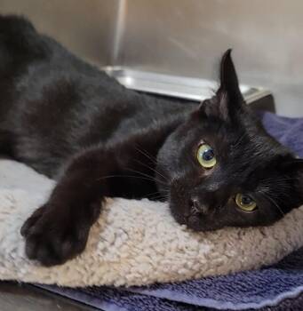 Lola -  Domestic Short Hair Cat for Adoption in Sandusky, Ohio - Lola | PetCurious