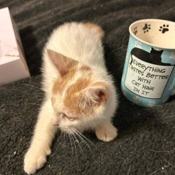 Domestic Long Hair Cats Available for Adoption in League City, Texas - Latte | PetCurious